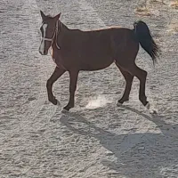 کره مادیون|اسب و تجهیزات اسب‌سواری|مرودشت, رامجرد یک|دیوار