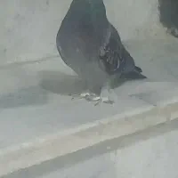 کفتر پرشی غریب گیری ساعت بالا