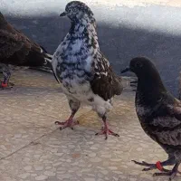 کفتر ماده سینماش گرویی
