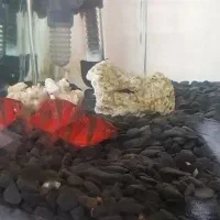 تایگر بارب رد