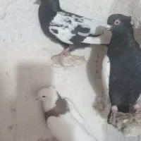 کفتر درپرنده