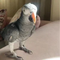 پرنده کاسگو گم شده از تاریخد۲۹شهریور
