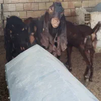 بزمری|حیوانات مزرعه|زاهدان, |دیوار