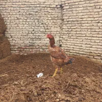 مرغ لاری نژاد اصل تخم گذار