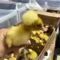 جوجه اردک ارزان شد در فروشگاه اردک فارم