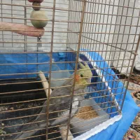 عروس هلندی دستی سخنگو|پرنده|ابهر, |دیوار