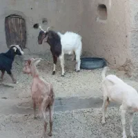 تکه از جنس کاموری|حیوانات مزرعه|بجستان, |دیوار