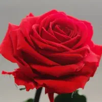 گل مصنوعی