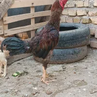 خروس لاری