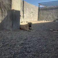 واگذاری معاوضه توله