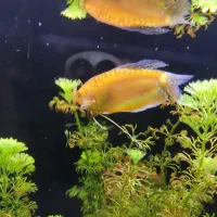 ماهی گورامی