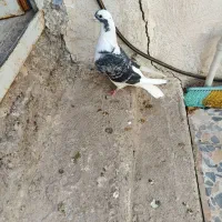 کبوتر دورگ|پرنده|مسجد سلیمان, |دیوار