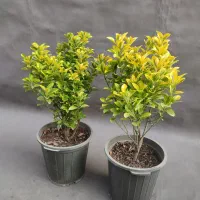 شمشاد طلایی /  ۵۰ سانتی/ سطل 10|گل و گیاه طبیعی|تهران, صادقیه|دیوار