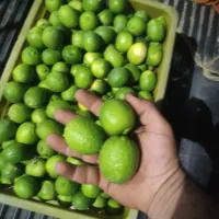 فروش باغ لیموترش|فروش زمین و ملک کلنگی|سیمکان, |دیوار