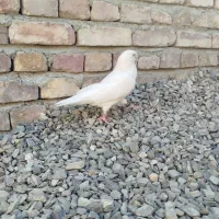 یک عدد کبوتر سالم نر