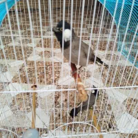 دو عدد پرنده