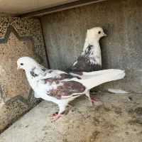 فروش چند جفت پا جفتی|پرنده|رودان, |دیوار