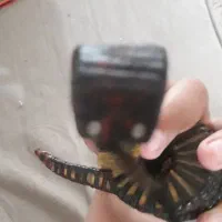 فروش مار عتیقه