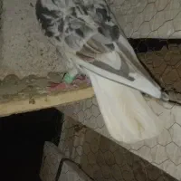 کبوتر کوهی