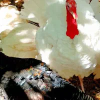 بوقلمون محلی بوربون برنز سفید|حیوانات مزرعه|سرچهان, |دیوار