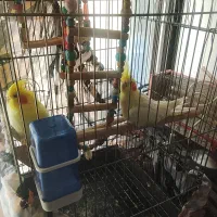 عروس هلندی لوتینو ۲عدد