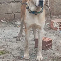 سگ..|سگ|سرخنکلاته, |دیوار