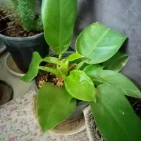 گل های آپارتمانی مقاوم