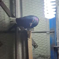 کفتر پلنگ|حیوانات|کرمان, |دیوار