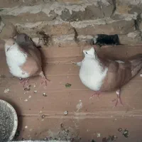 کفتر کرواتی