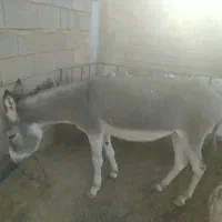 کره خره ماده