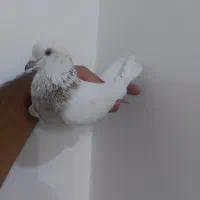 کفتر کبوتر گرفتنی دو طوق