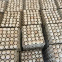 فروش تخم مرغ بومی جهادی خوراکی و نطفه دار
