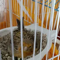 قناری|پرنده|سیرجان, |دیوار