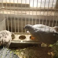 بلدرچین مینیاتوری