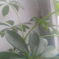 قرعه کشی خانگی