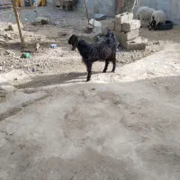 بره وگهره نر