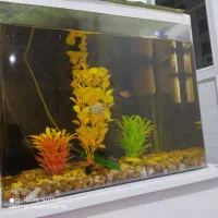 آکواریوم شیشه خم