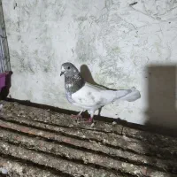 کبوتر|پرنده|شفت, |دیوار