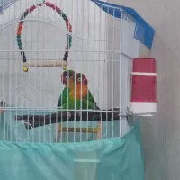 طوطی برزیلی|پرنده|ری, دیلمان|دیوار