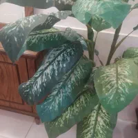 درخچه مصنوعی همراه گلدان|گل مصنوعی|قوچان, |دیوار