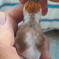 سهره کراواتی بدون توضیح|پرنده|سنندج, |دیوار