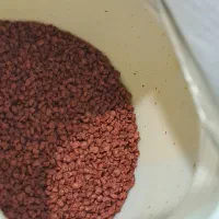 گیاه اکواریوم وغذای ماهی دیسکس|ماهی|شیراز, فرگاز|دیوار