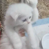 بچه گربه