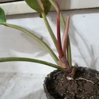 گل های متنوع|گل و گیاه طبیعی|نجفآباد, جعفرآباد|دیوار