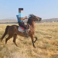اسب  مادیان  فروش|اسب و تجهیزات اسب‌سواری|شیراز, کیان آباد|دیوار