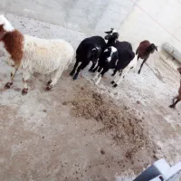 ۶عدد توقلی نر سالم خوشخوراک