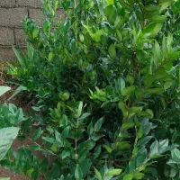 یاس سطل ۱۰ قیمت ۷۵|خدمات باغبانی و درختکاری|کلاچای, |دیوار