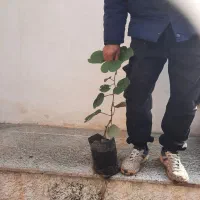 فروش نهال کیوی هایواردپیوندی و توسرخ|خدمات باغبانی و درختکاری|سلمانشهر, |دیوار