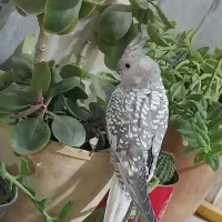 عروس هلندی ایزابلا