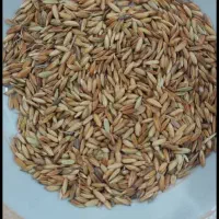 خریدارچلتوک عنبربو